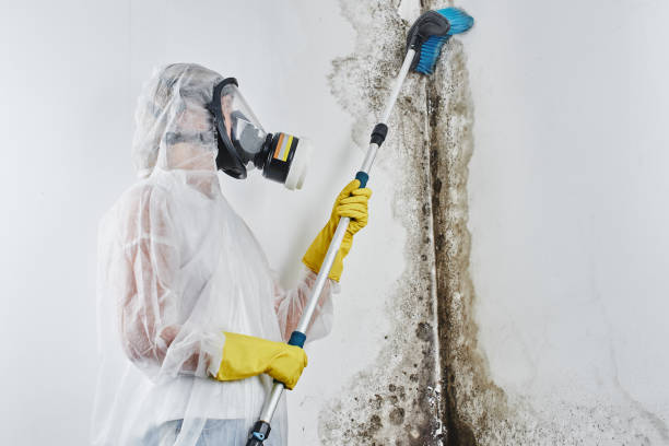 Best Post-Flood Mold Remediation in North Arlington, NJ