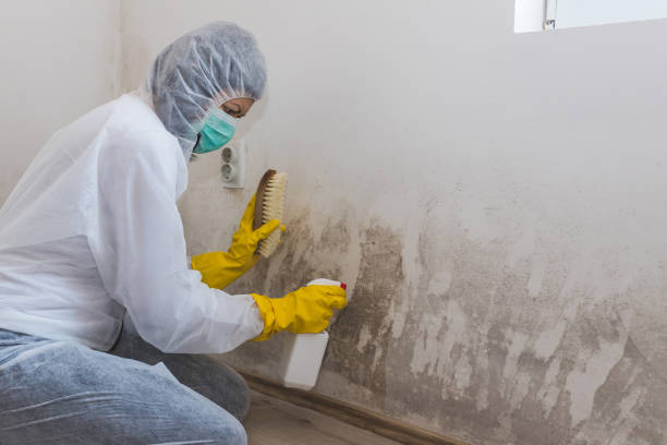 Best HVAC Mold Remediation in North Arlington, NJ