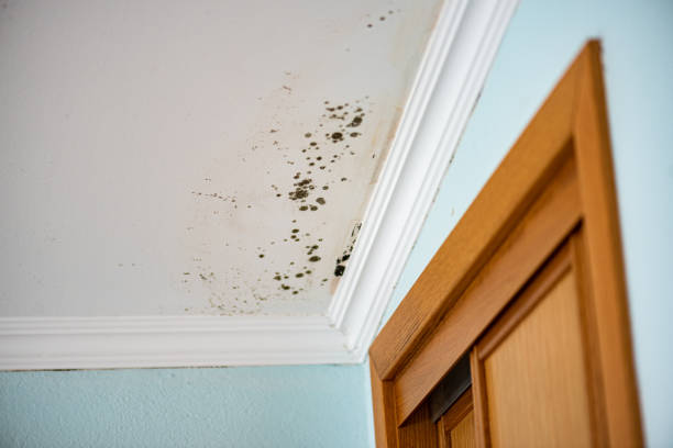Best Black Mold Remediation in North Arlington, NJ