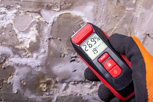 Best White Mold Remediation in North Arlington, NJ