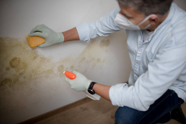 Best Bathroom Mold Remediation in North Arlington, NJ