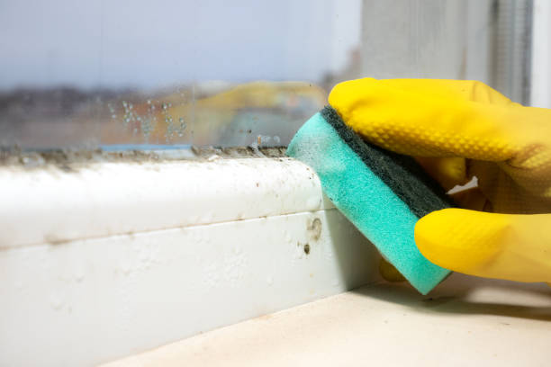Best Localized Mold Remediation (e.g., coastal areas, humid climates) in North Arlington, NJ