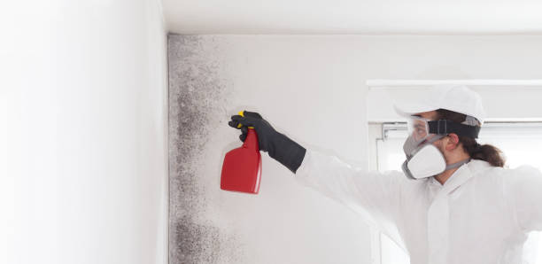 Best Residential Mold Remediation in North Arlington, NJ