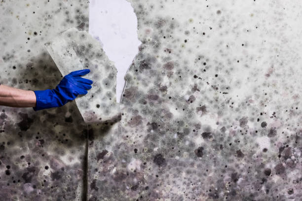 Best Basement Mold Remediation in North Arlington, NJ