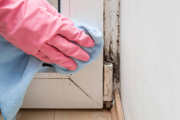 Reliable North Arlington, NJ Mold Remediation Solutions
