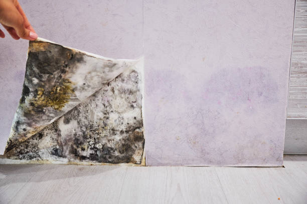 Best Mold Remediation for Specific Building Types in North Arlington, NJ